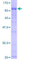 Human EIF4G3 Protein (Recombinant GST)