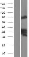 Zyxin Protein (Over-Expression Lysate Myc-DDK (Flag))