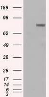 Prominin 2 / PROM2 Antibody (clone OTI13A9)