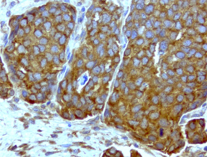 WIBG Antibody (clone UMAB208)