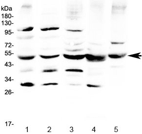 BAG5 Antibody