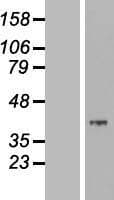 MOSC2 Protein (Over-Expression Lysate Myc-DDK (Flag))