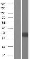 IL34 Protein (Over-Expression Lysate Myc-DDK (Flag))