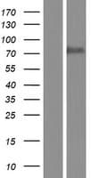 BUD13 Protein (Over-Expression Lysate Myc-DDK (Flag))