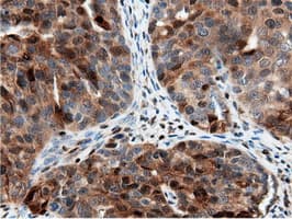 NT5DC1 Antibody (clone OTI2H8)