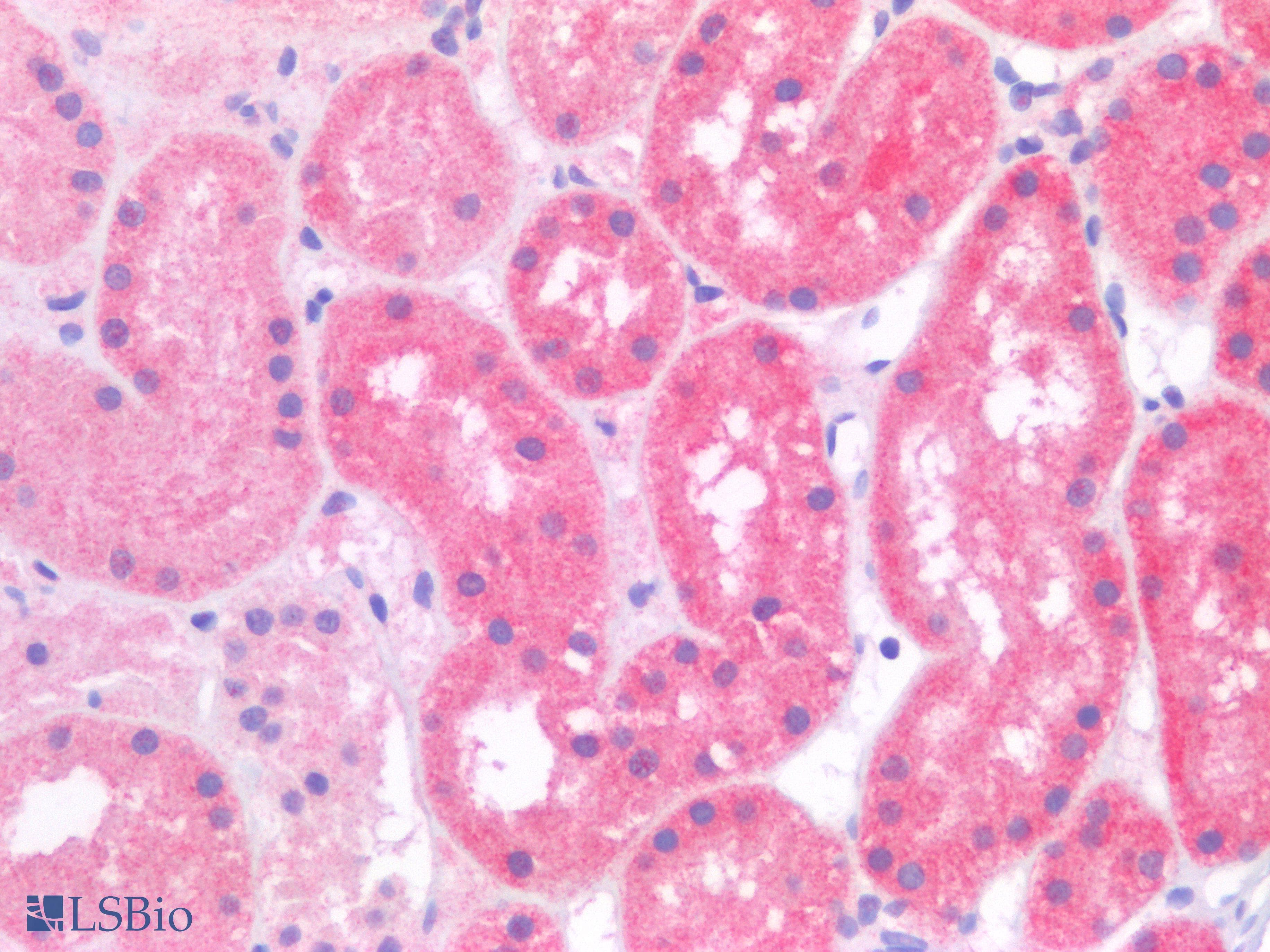 PathPlus™ RAB11A Antibody (clone 1565CT164.36.80)