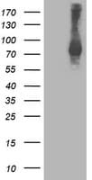 STAT4 Antibody (clone OTI1B1)