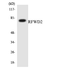 RFWD2 / COP1 Antibody (aa650-699)