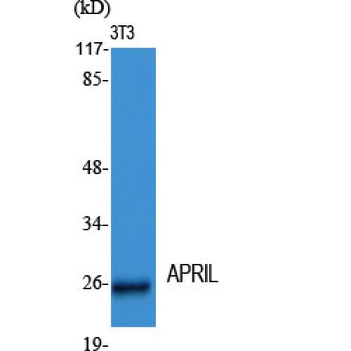 Polyclonal Rabbit anti-Human TNFSF13 / APRIL Antibody (120-200 aa, Internal, IHC, IF, WB)