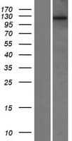 POTEE Protein (Over-Expression Lysate Myc-DDK (Flag))