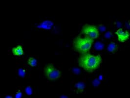 PDE4A / PDE4 Antibody (clone OTI7D11)
