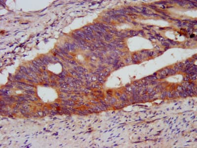 KCMF1 Antibody