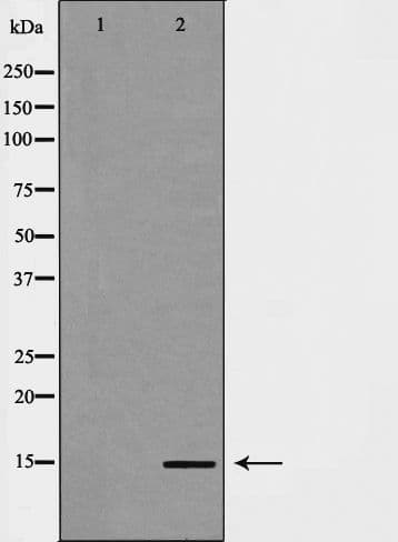 HIST3H3 Antibody (Methyl-Lys14)
