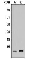 C5orf13 Antibody (Internal)
