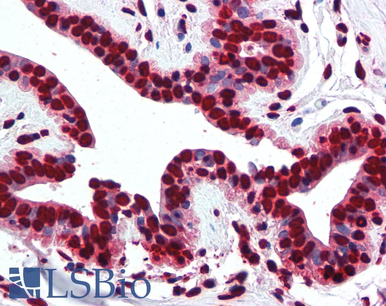 IHC-plus™ Histone H2A Antibody (aa1-15)
