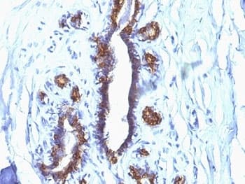 EMA / MUC1 Antibody (clone SPM132)