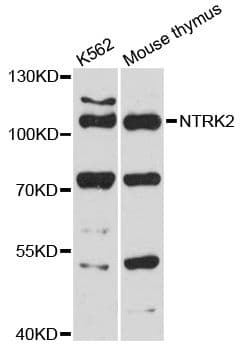 NTRK2 / TRKB Antibody