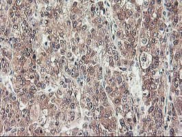 ALS2CR1 / NIF3L1 Antibody (clone OTI5A7, Carrier-free)