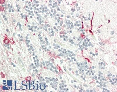 IHC-plus™ FADD Antibody