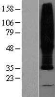 TMEM185B Protein (Over-Expression Lysate Myc-DDK (Flag))