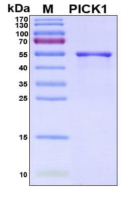 Human PICK1 Protein (Recombinant His, N-Terminal)
