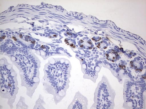 BrdU Antibody (clone 4A3)