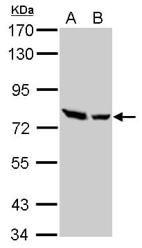 ZC3H12A / MCPIP1 Antibody (aa241-504)
