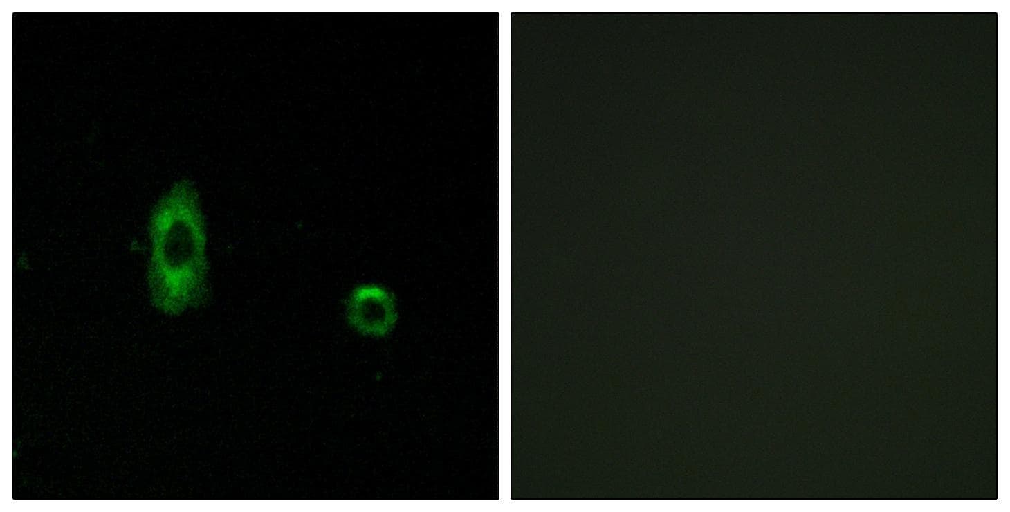 GJC2 Antibody