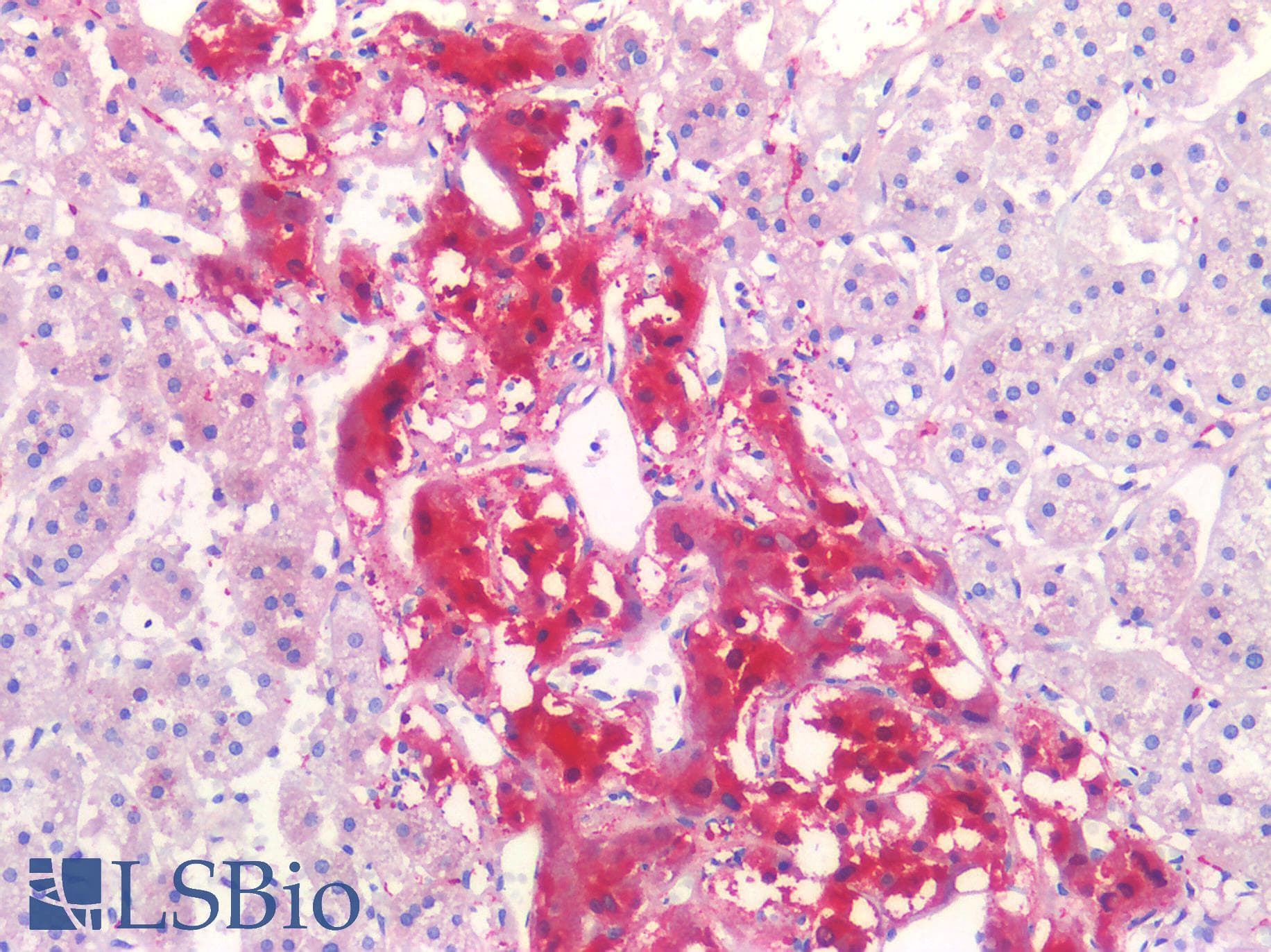 IHC-plus™ TUBB3 / Tubulin Beta 3 Antibody