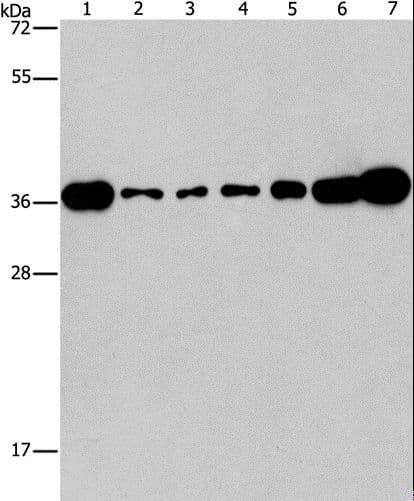 CRKL Antibody