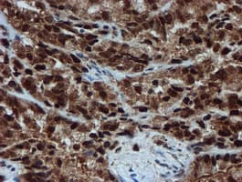 PSMA6 Antibody (clone OTI5H3)