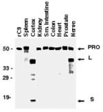 Polyclonal Rabbit anti-Human CASP9 / Caspase 9 Antibody (IHC, WB)