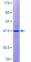 Human ANAPC10 / APC10 Protein (Recombinant GST)