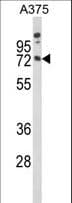 Polyclonal Rabbit anti-Human MAG Antibody (aa439-466, WB)