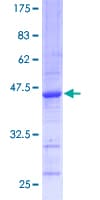 Human DPYD / DPD Protein (Recombinant GST)