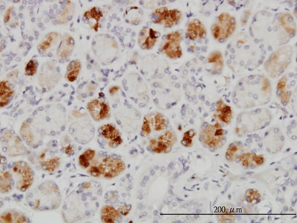 RAB43 Antibody (clone 5G4)