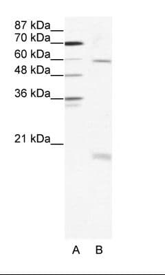 SOX9 Antibody (aa34-83)