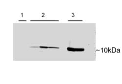 IHC-plus™ Polyclonal Goat anti-Human PVALB / Parvalbumin Antibody (aa99-110, IHC, WB)
