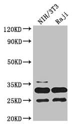 PCNA Antibody