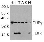 CFLAR / FLIP Antibody (aa191-209)