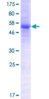 Human LILRA5 Protein (Recombinant GST)