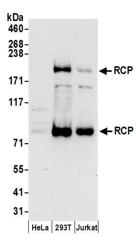 RAB11FIP1 Antibody (aa1233-1283)
