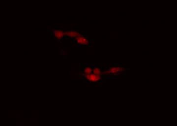 CDK7 Antibody