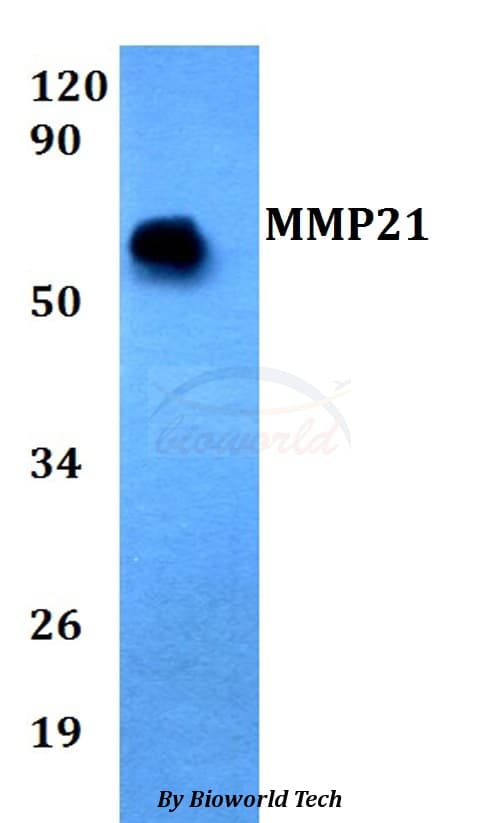 MMP21 Antibody