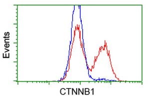 CTNNB1 / Beta Catenin Antibody (clone OTI12C1)