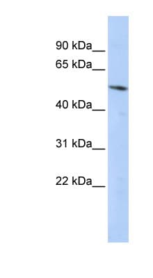 BCL6B Antibody (C-Terminus)