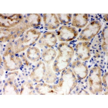 CYP1A1 Antibody (aa183-320)
