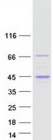 Human RGS14 Protein (Recombinant Myc-DDK (Flag))