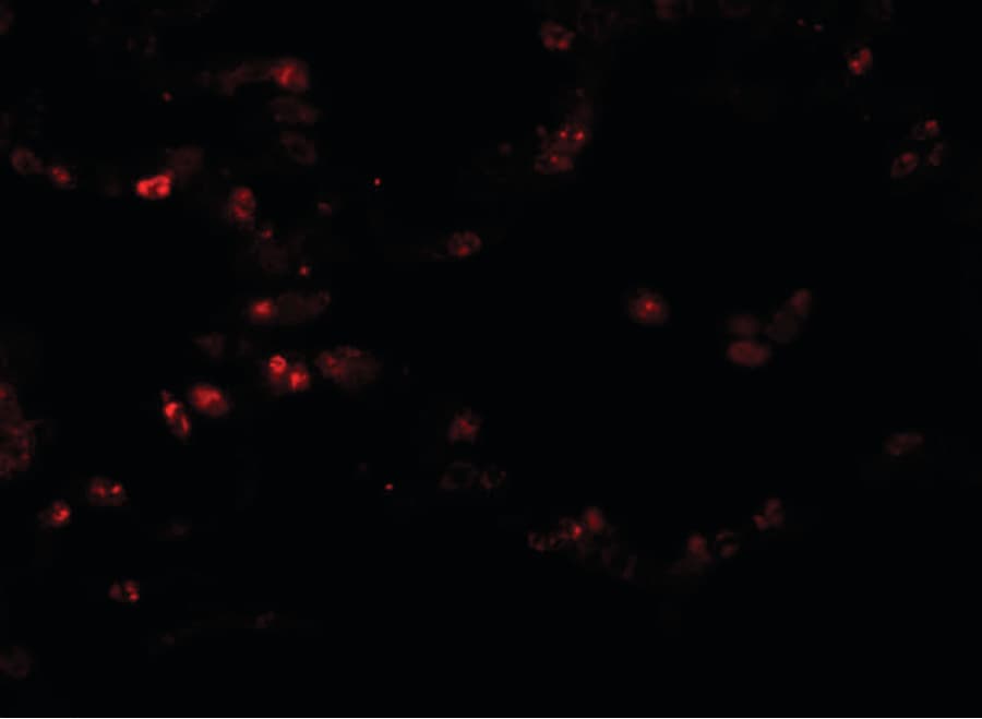 IHC-plus™ TMEM184B Antibody
