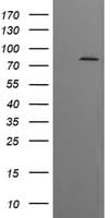 DNM1L / DRP1 Antibody (clone OTI2E7)